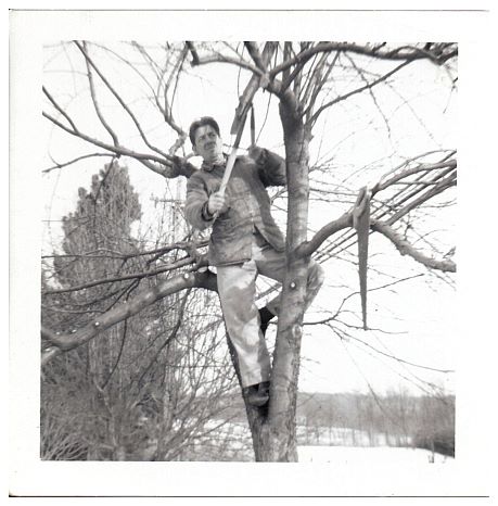 1969.. - Trimming the trees. And the cut branches would be raining down upon the unfortunate helper below.jpg